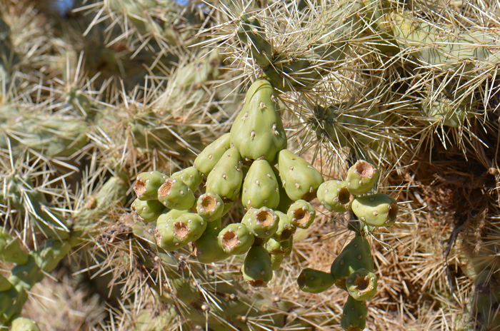 Jumping Cholla has fleshy and mostly spine-less fruits that are believed to provide food and moisture to large herbivore mammals including Bighorn Sheep. Cylindropuntia fulgida 